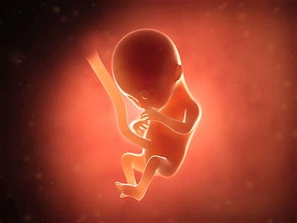 Embryo Schwangerschaftsbetreuung